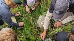 researchers collecting snails in a field