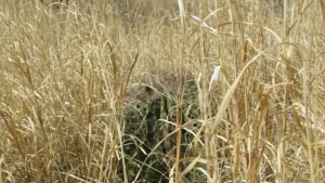 buffelgrass