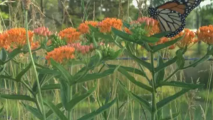 butterfly in a field of milkweed