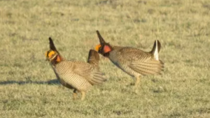 prairie chickens in field