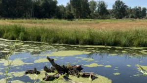 wetland waterfowl habitat