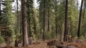 forest with some cut trees