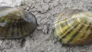 2 mussels on a rock