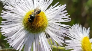 bee on a flower