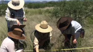 scientists collecting vegetation data