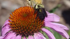 bumblebee and skipper nectar on a purple flower
