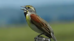 Dickcissel bird on a post