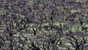 landscape of burnt sage