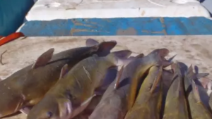 catfish lined up on a boat