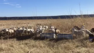 sheep grazing in a field 