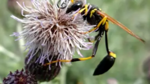 wasp on a Canada thistle