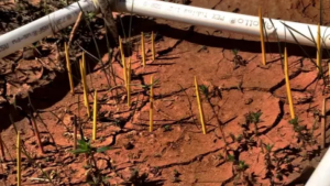 toothpicks in the ground used to count plants