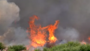 shrubs burning