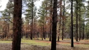 forest floor
