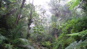 Rain_Forest_of_El_Yunque-Puerto_Rico