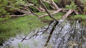 trees over a salt marsh