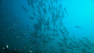 school of fish