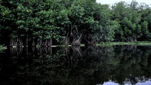 mangroves