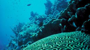 coral reef
