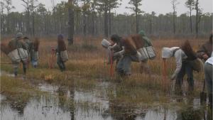 a group of tree planters hiking