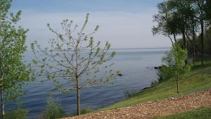 lakeshore with trees