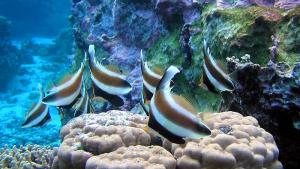 coral reef and fish
