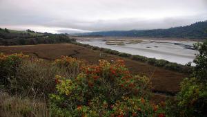 wetland with bushes