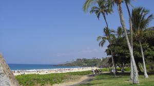beach and palm trees