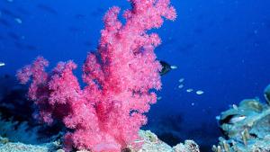 coral reef