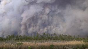 smoke clouds over a forest