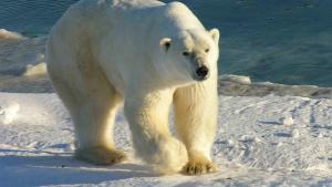 polar bear walking