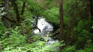 waterfall in forest