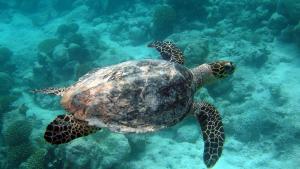 sea turtle