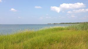 seashore with beach grass