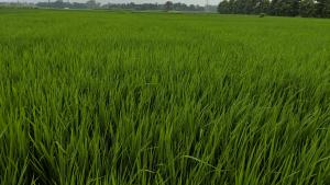 field of rice crops