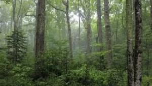 misty forest