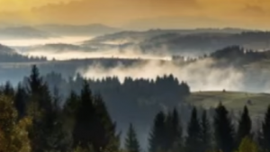 forest with clouds