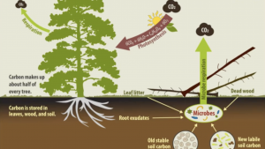 diagram of the carbon cycle in forests