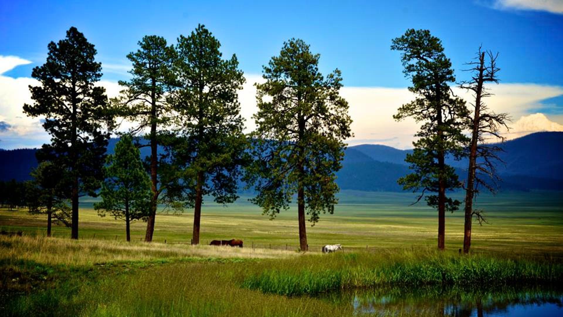 Two horses walking in a meadow with rolling hills on the horizon.
