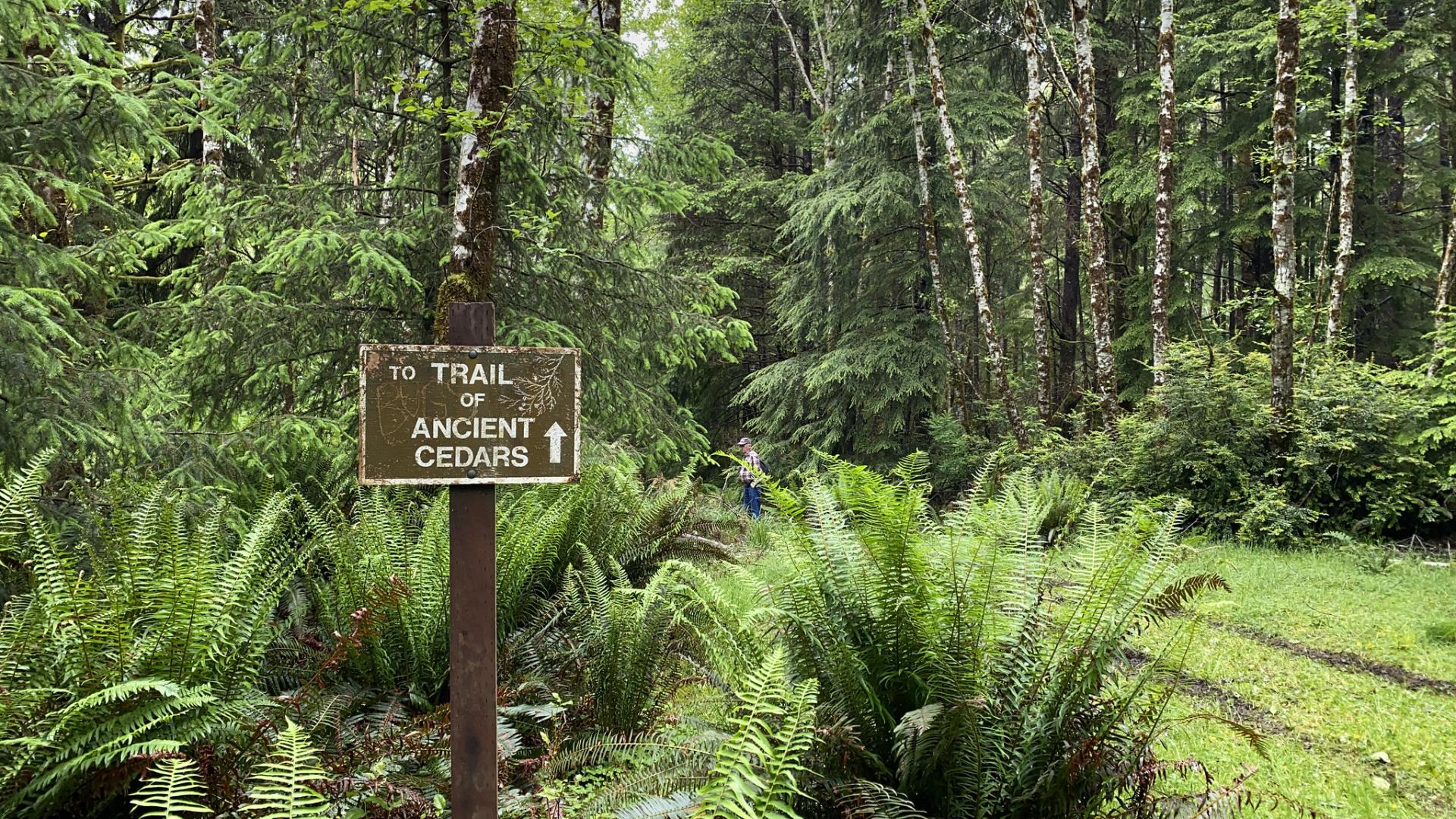 Sign that reads "Trail of Ancient Cedars" pointing to a trail covered with tall,  dense tree canopy.