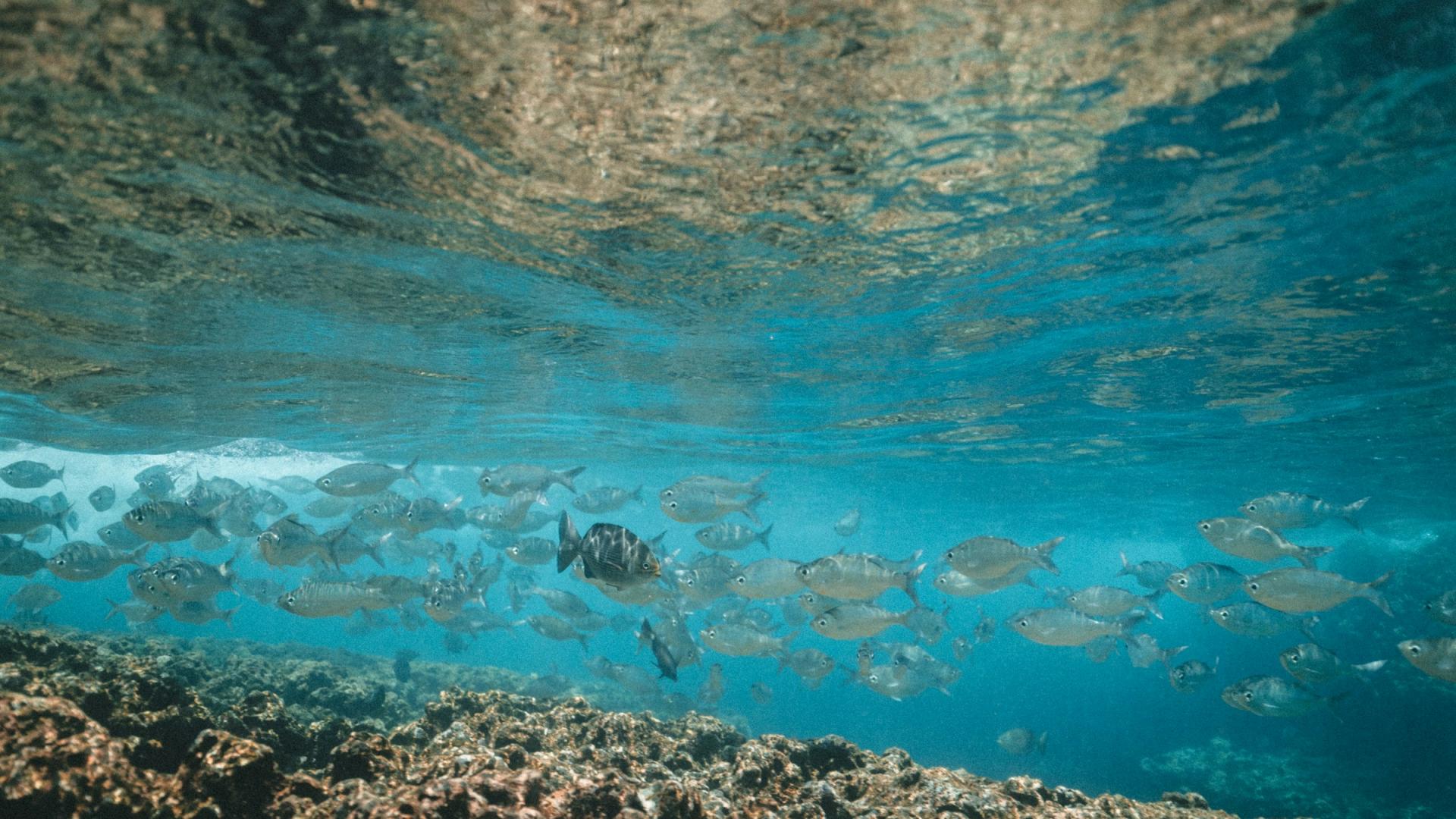 School of fish swimming in the ocean.