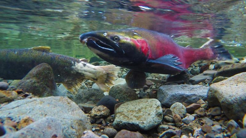 Underwater photo of a red and green fish