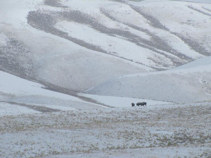 A group of three bison stand on a ridge line on the northern end of the National Elk Refuge near Jackson Hole, Wyoming