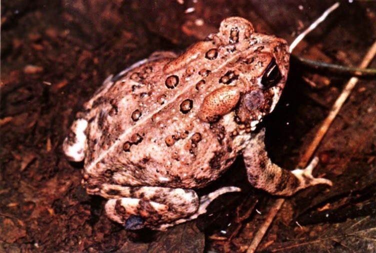 Houston toad