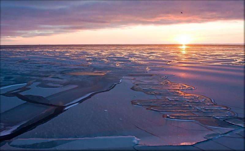 Arctic ice cover 