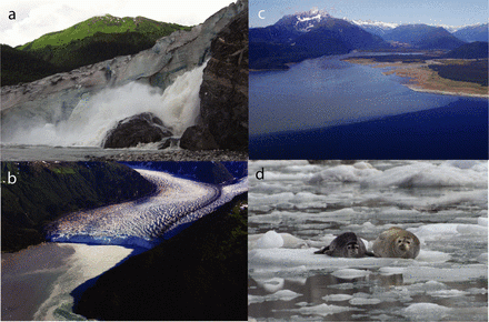 Glacial environments from ice field to ocean. (a) Glacier runoff emanating from the terminus of Mendenhall Glacier, Alaska. (b) Meares Glacier terminus and fjord, Prince William Sound, Alaska, showing forested hillslopes above the glacier. (c) Mixing of ocean and silt-laden water in Berners Bay, Alaska. (d) Mother and pup harbor seals hauled-out on icebergs calved from McBride Glacier, Glacier Bay National Park, Alaska.