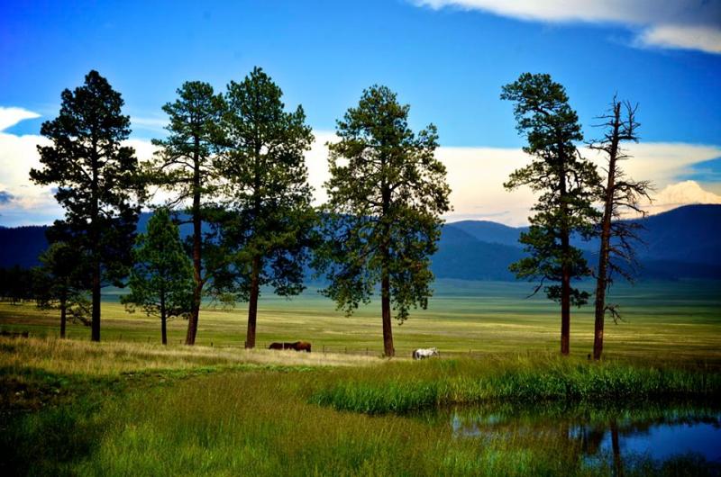 Two horses walking in a meadow with rolling hills on the horizon.