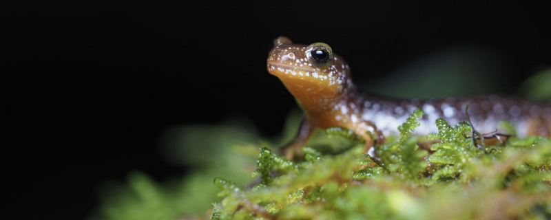 Salamander 