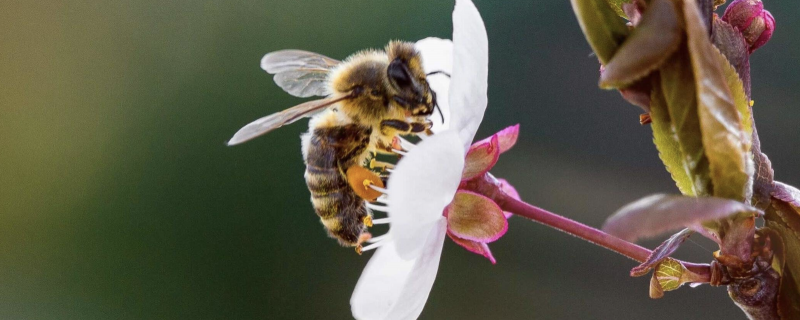 bee on a flower