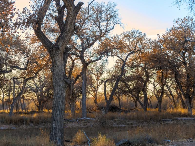 Trees in fall in the Rio Grande "Bosque" adjacent to Valle de Oro National Wildlife Refuge in New Mexico.